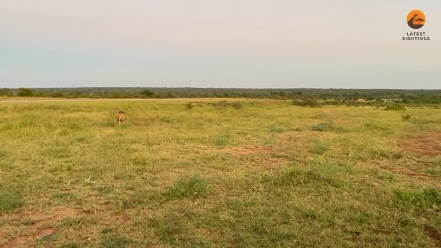 Lion Tries Running Faster than Cheetah смотреть онлайн