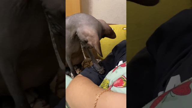 СФИНКС ЕСТ ЖВАЧКУ🤣 смотреть онлайн