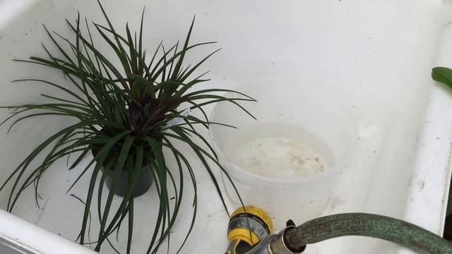TILLANDSIA AIR PLANT UPDATE TOUR: LETS UNPOT THIS PINK QUILL AIR PLANT Tillandsia Cyanea смотреть онлайн