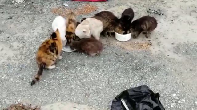 Очевидец: "В Новоалександровске выкинули около 20 домашних котов" смотреть онлайн