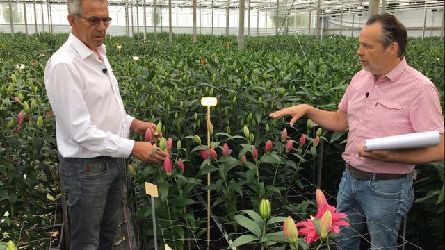 (RL) Roselily Julia @Van den Bos Test Greenhouse смотреть онлайн