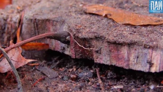 Псков. Пень дуба Петра l смотреть онлайн