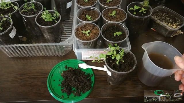 Плесень на Рассаде.Как с ней бороться. смотреть онлайн