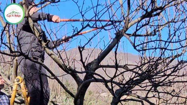Come POTARE IL MELO смотреть онлайн