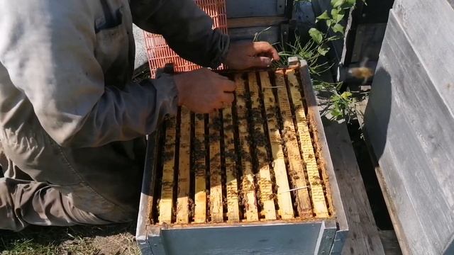 Ставим полоски с Мавриком. смотреть онлайн