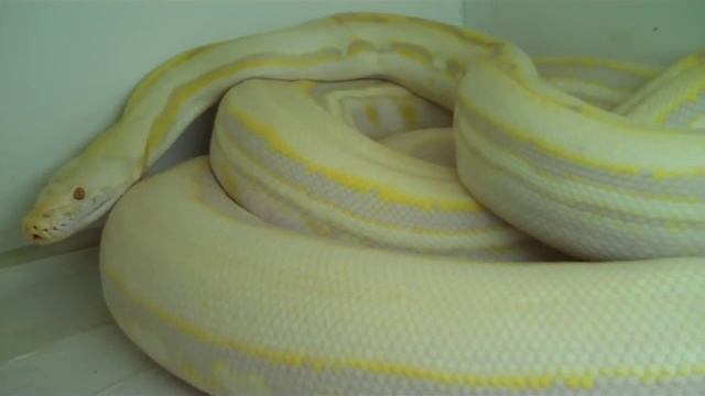 1st Albino Lavender Genetic Stripe!!!!!!!!!!!! смотреть онлайн