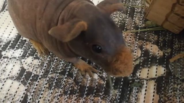 Содержание морских свинок Скинни. Звуки и умывание. смотреть онлайн