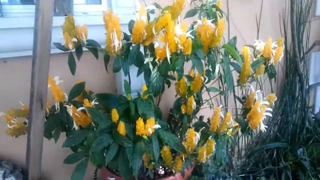 Planta camaron смотреть онлайн