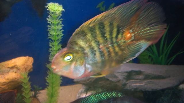 Трёхгибридный попугай смотреть онлайн