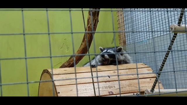 Контактный зоопарк в Москве на Арбате. Еноты, носухи, ежики, морские свинки и другие животные. смотреть онлайн