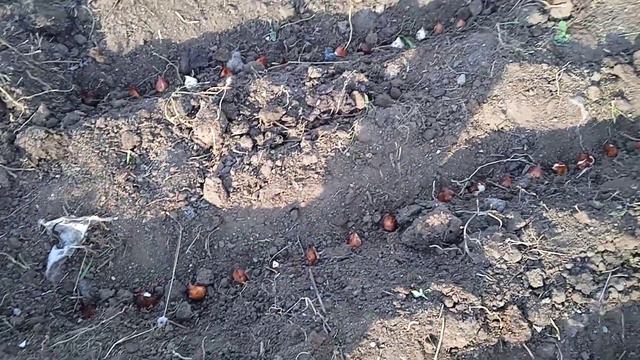 1октября. Отчёт о посадке тюльпанов. смотреть онлайн