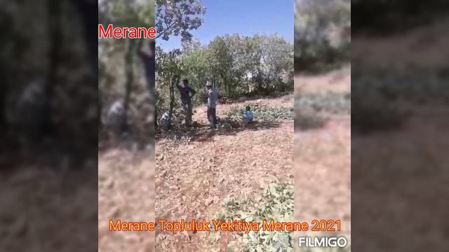 Merane kerboran merdin Mardin Dargeçit yılmaz köyü Mehmet Selim Kaplan смотреть онлайн