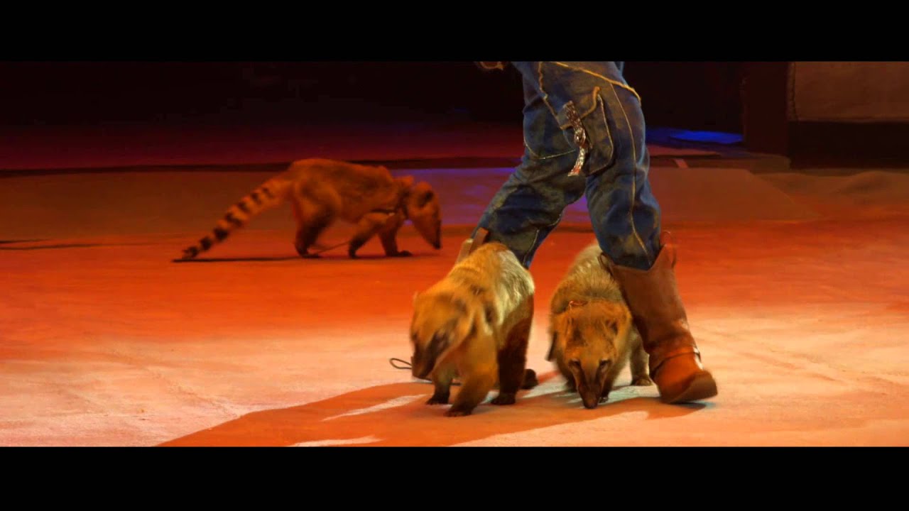 ИДОЛ 2015 'ДРЕССИРОВАННЫЙ ЕНОТЫ-НОСУХИ' 'TRAINED COATIS' смотреть онлайн