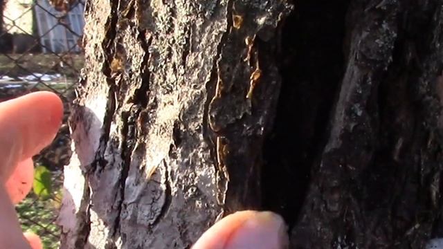 САДОВЫЙ ВАР, КАК И ДЛЯ ЧЕГО ПРИМЕНЯТЬ!?