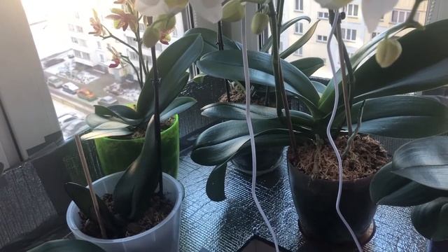 Незваный гость, по - имени Трипс. #орхидеи  #трипс #обработкаоттрипса #обработкаорхидиоттрипса