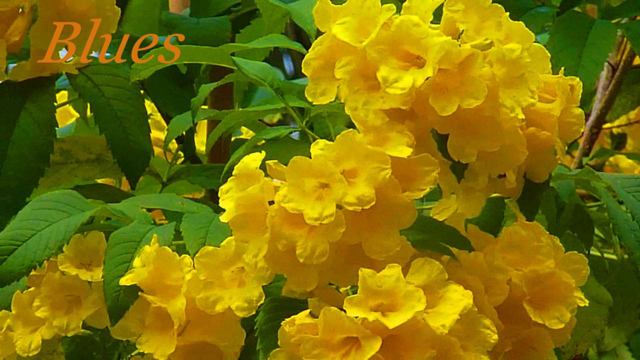 Текома блюз 032. & Tecoma blues. смотреть онлайн