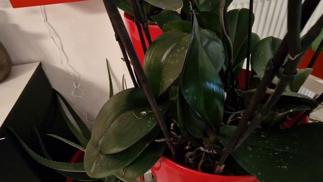 🇨🇵Je vous explique, mieux sur les phalaenopsis😉#orchidées#orquídeas#youtube#phalaenopsis#fleur#flor смотреть онлайн
