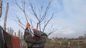 ОБРЕЗКА ЧЕРЕШНИ. Разреживание и снижение кроны. Как снизить крону черешни.