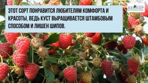 Самые сладкие сорта малины в ассортименте Беккер