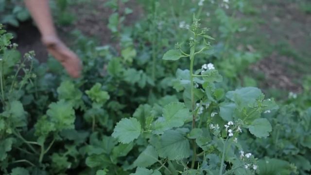 Store Seeds Forever - Start Your Own Survival Seed Vault (Two Easy Methods) смотреть онлайн