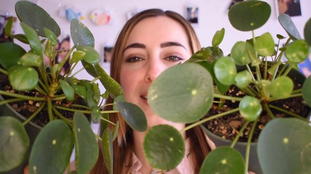 Pilea Pianta delle Monete - Come prendersene cura смотреть онлайн