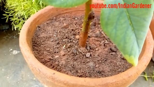 क्या लाल मिट्टी पौधों के लिए अच्छी है? | Is Red Soil Good For Plants In Pots | Container Gardening смотреть онлайн
