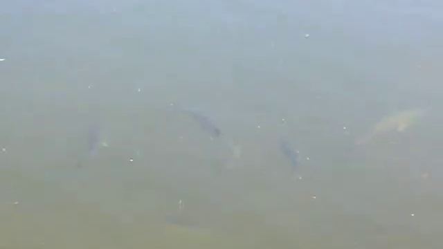 Reserva Natural las Cabezas de San Juan смотреть онлайн