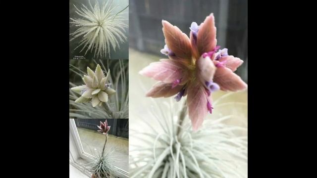 TILLANDSIA TECTORUM 