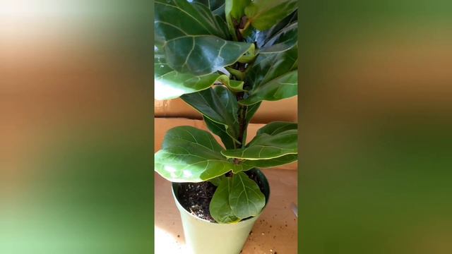 Fiddle Leaf Fig and Pilea online shopping review смотреть онлайн