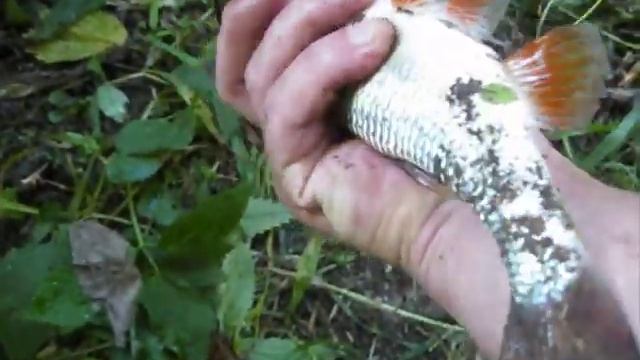 Тенкара-ловля в ручье на живую насадку.Голавль.wmv смотреть онлайн