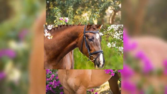 Алтайский песня смотреть онлайн