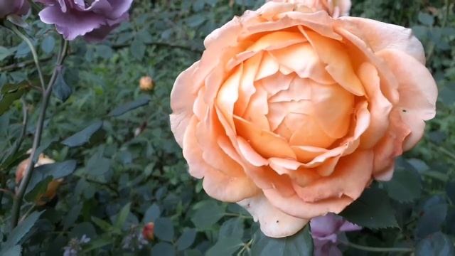 Angel Face Rose and David Austin's Lady of Shalott Rose, Purple and Peach Combo смотреть онлайн