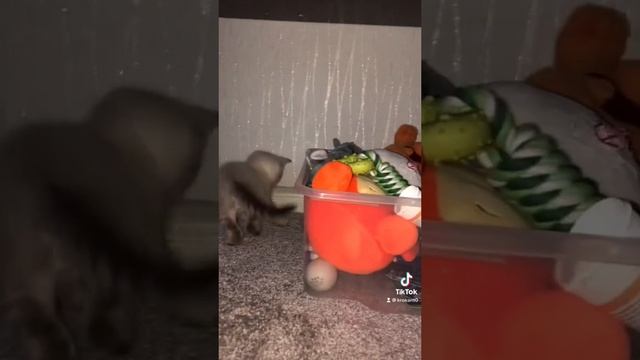 Котёнок в собачьих игрушках