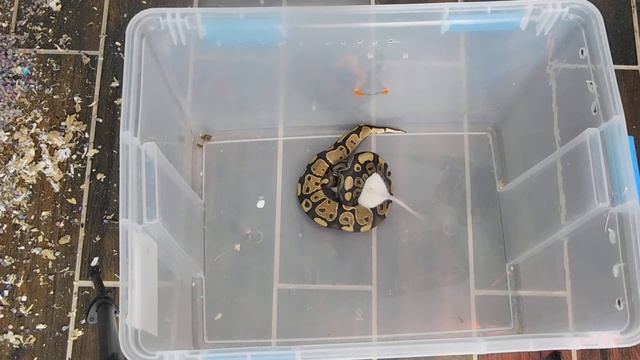 ball python eats live rat смотреть онлайн