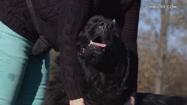 Newfoundland Dog Breed Information [4k Video] смотреть онлайн