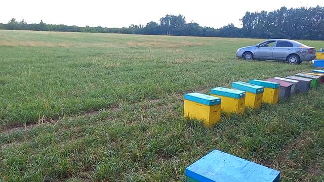 СДЕЛАЛ ВТОРУЮ ФУРУ ПЧЕЛ смотреть онлайн