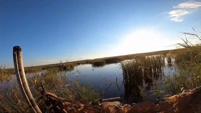 ОСЕННЯЯ ОХОТА на УТКУ ???.Краснодарский край! #охотанаутку смотреть онлайн