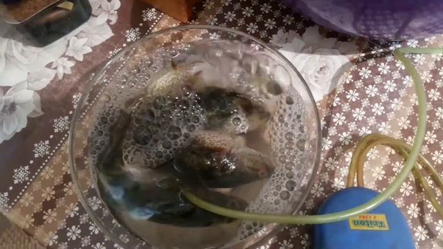 РОТАН с морозилки. Выживет или нет? смотреть онлайн