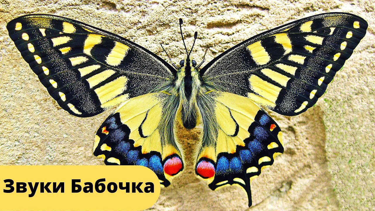 Звуки бабочек. Бабочки шелест и порхание крыльев. Butterfly sounds смотреть онлайн