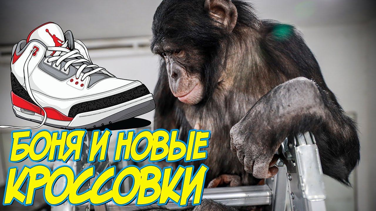 Обезьяна Боня и новые кроссовки / Bonya The Monkey And Her New Sneakers