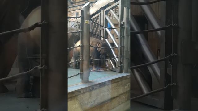 Московский Зоопарк смотреть онлайн