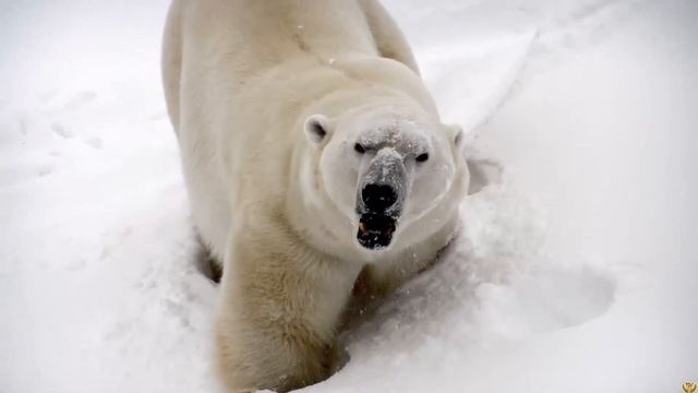 ГРИЗЛИ ПРОТИВ БЕЛОГО МЕДВЕДЯ - КТО ПОБЕДИТ? смотреть онлайн