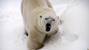 ГРИЗЛИ ПРОТИВ БЕЛОГО МЕДВЕДЯ - КТО ПОБЕДИТ?