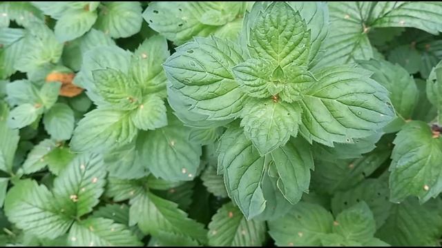 Ритуал на деньги | Положите это у двери и деньги придут смотреть онлайн