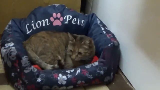 Бездомная кошка. Полина смотреть онлайн