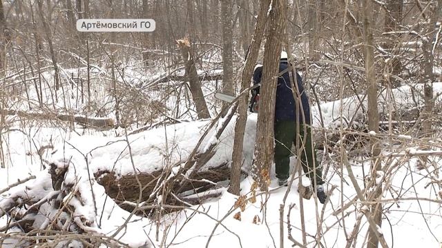 Валежник в лесу теперь можно собирать самостоятельно смотреть онлайн
