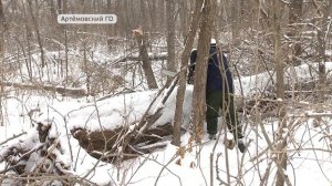 Валежник в лесу теперь можно собирать самостоятельно