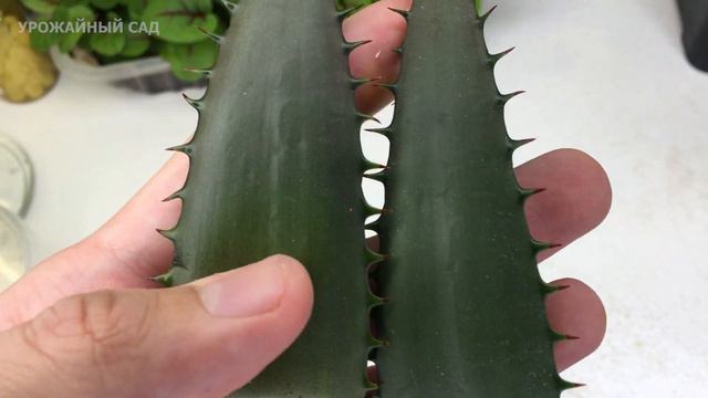 Пожелтела Герань. Спасаем Этим Живительным Эликсиром! Листья Снова Станут Зелеными! смотреть онлайн