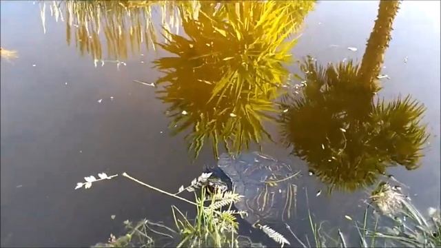 Тортилла 2 смотреть онлайн