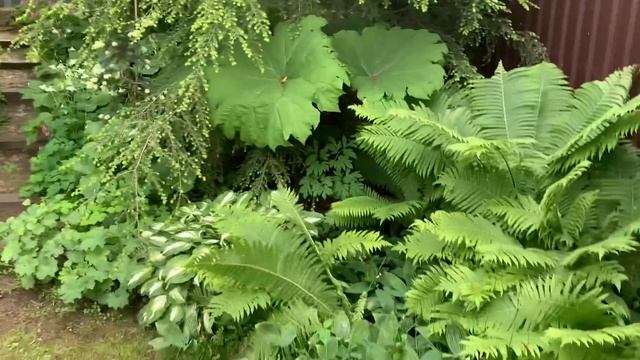 #62 Необычные хвойные и лиственные растения в моём саду. Июнь 2022 года смотреть онлайн